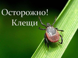Клещевой энцефалит